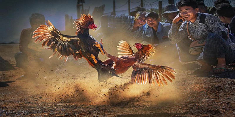 shbey xổ số bữa nay