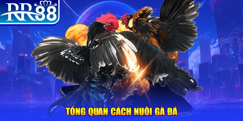 shbey game nổ hũ rút tiền mặt là gì