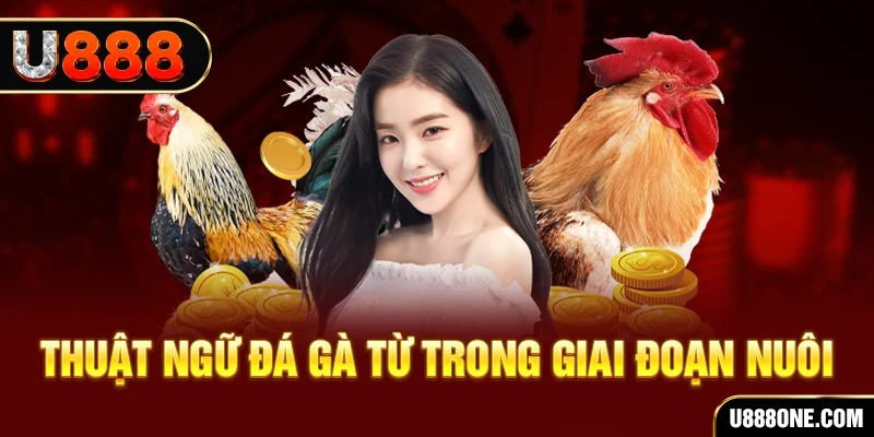 shbey xổ số miền bắc 90 ngày