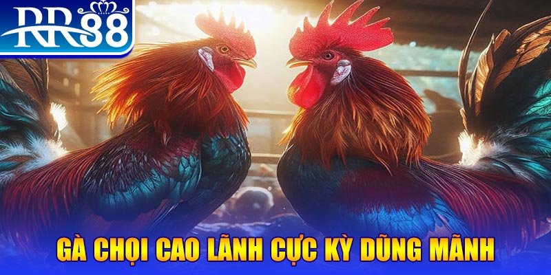 shbey HB Điện Tử