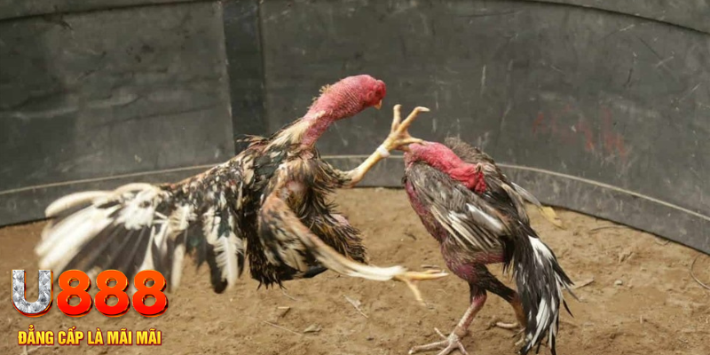 shbey đăng nhập liêng hôm nay